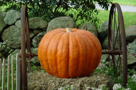 Autumn Harvest Pumpkin, and Thanksgiving Wishes